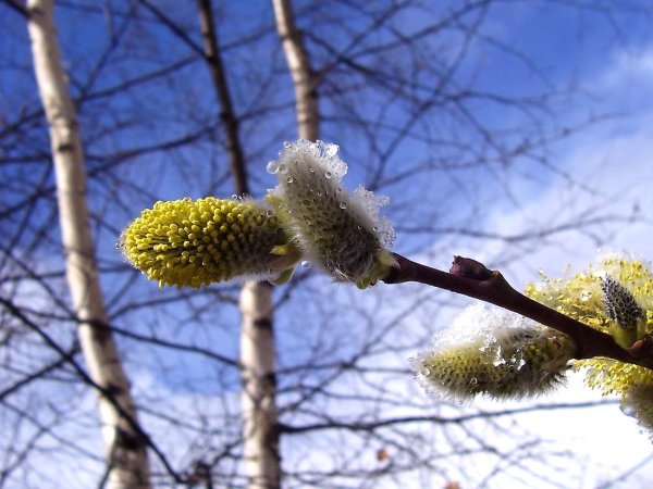 Весенняя природа оттепель