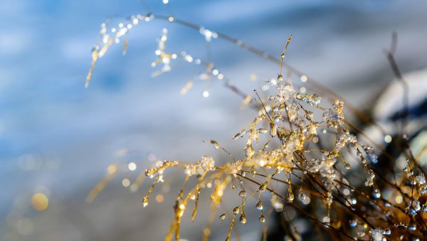 Весна капель