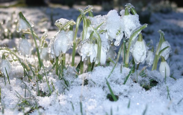 Подснежники в снегу