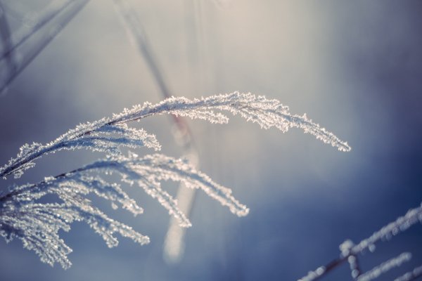 Февральская Весна