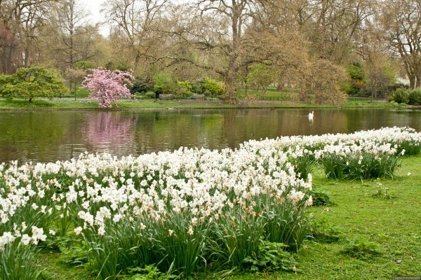 Парк сент Джеймс весной