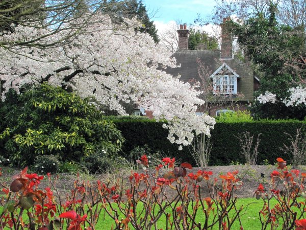 Цветущие магнолии в Ричмонде на Темзе