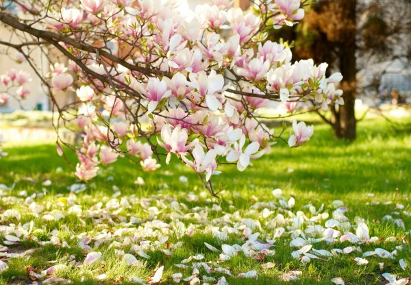 Цветущая яблоня