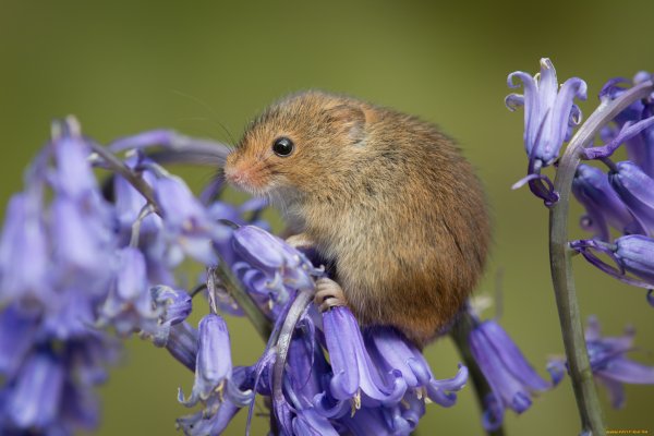 Баварская полёвка