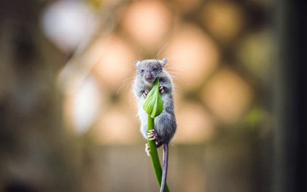 Мышь в цветке