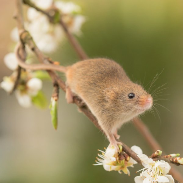 Мышонок и Весна