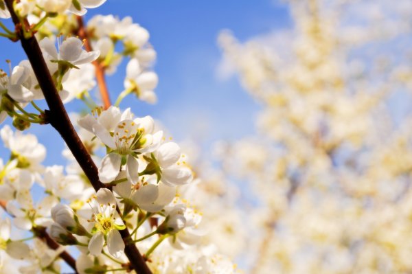 Время года Весна