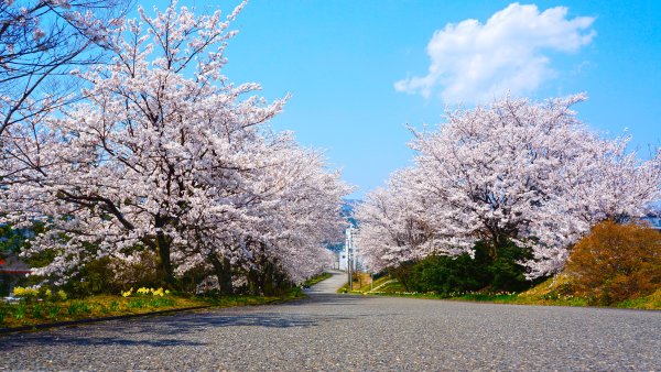 Сезоны года Весна
