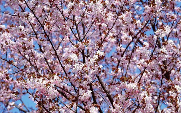 Лето весной