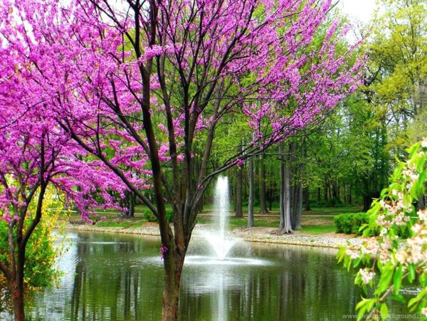 Весна природа