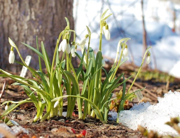Весенний парк