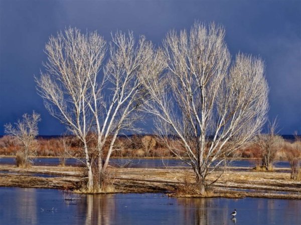 Жакаранда (фиалковое дерево) Кавказ