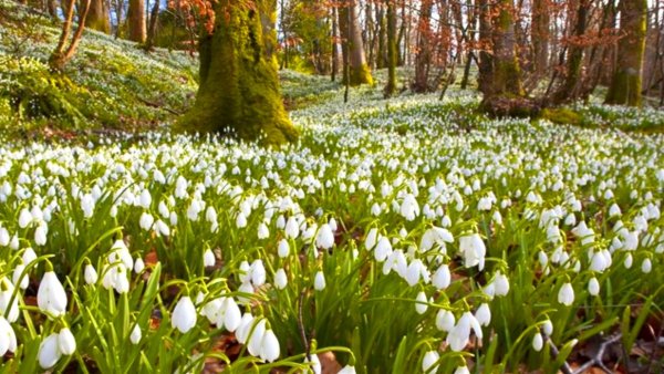 Весенний пейзаж