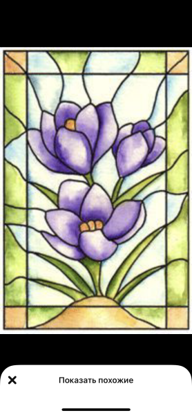 Кинусайга нарциссы