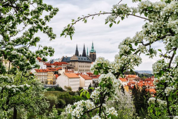 Магнолия в Праге Петршин