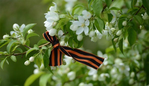 Сирень den Pobedy