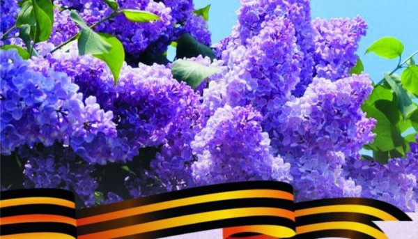 Георгиевская ленточка на ветке