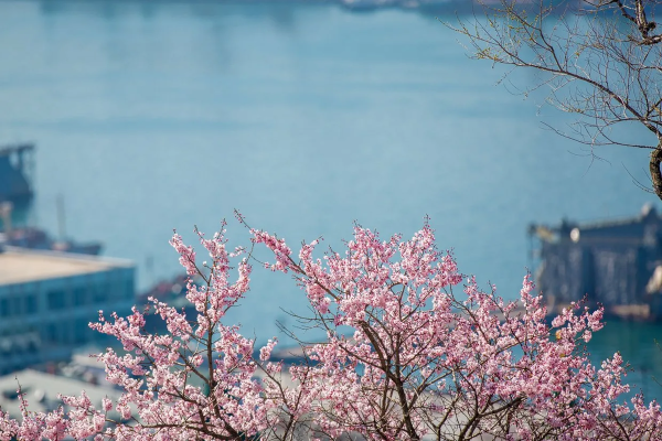 Цветущий Владивосток