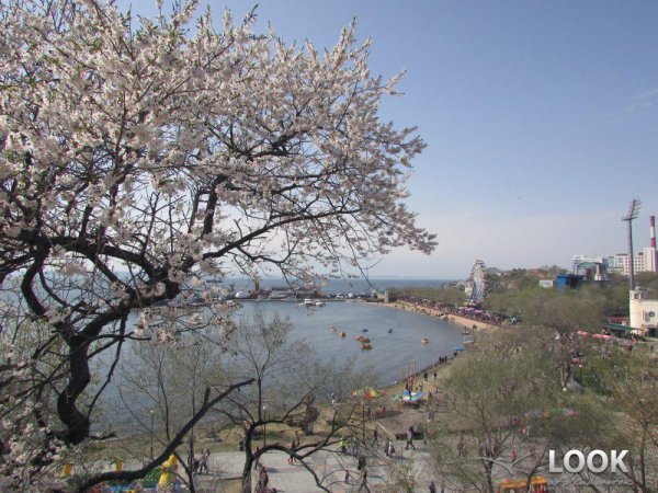 Багульник Владивосток