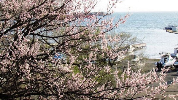 Багульник море Владивосток