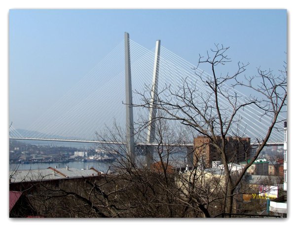 Цветущие деревья Владивостока