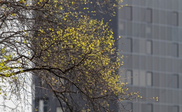 Парк Весна Владивосток