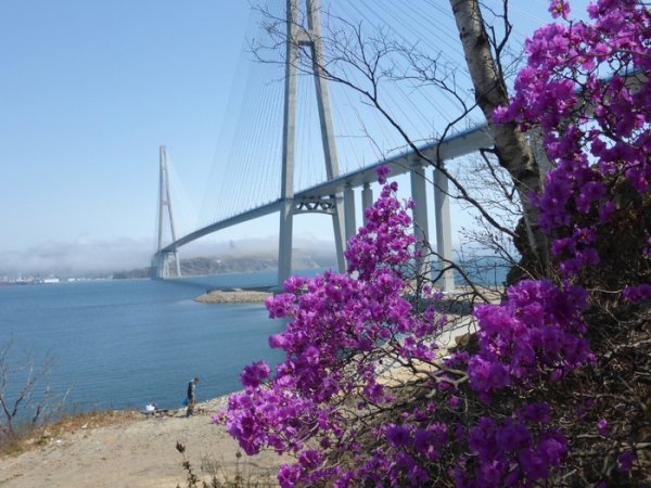 Сквер Сакура во Владивостоке