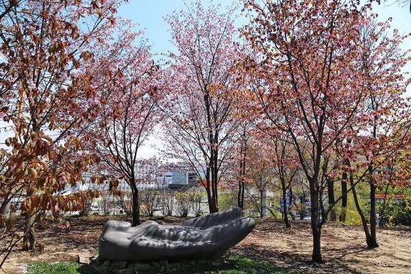 Багульник (рододендрон) Даурский Приморья