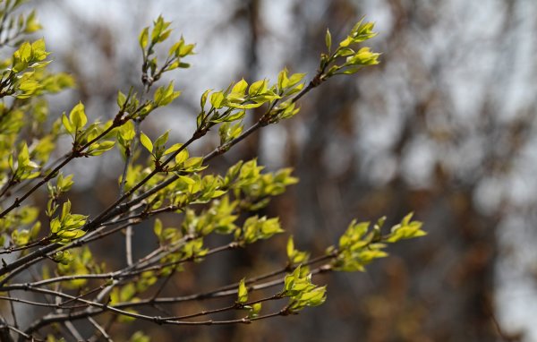 Владивосток цветет Сакура