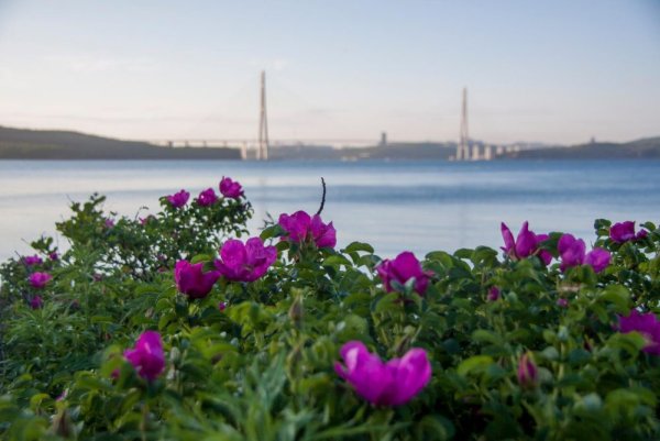 Владивосток Весна мост