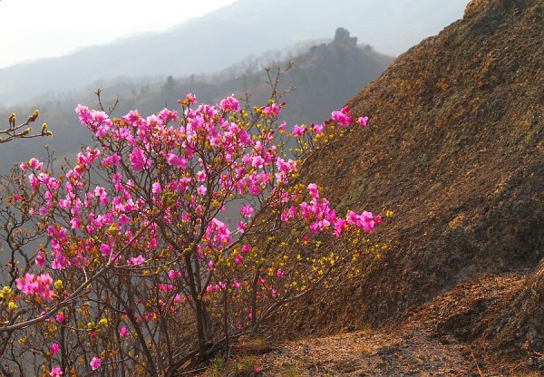 Цветущие деревья Владивостока