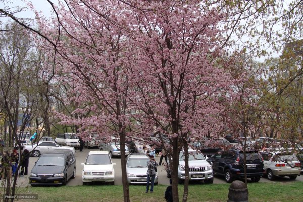 Владивосток весной