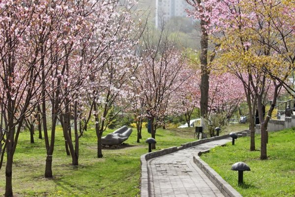 Подснежники в Приморье