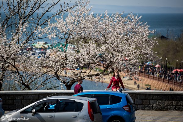 Цветение маральника на Телецком озере