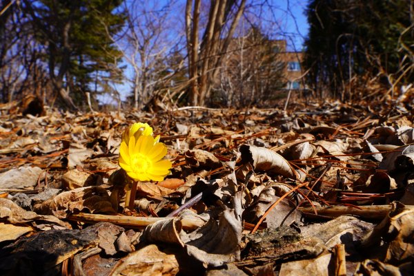 Багульник на Байкале