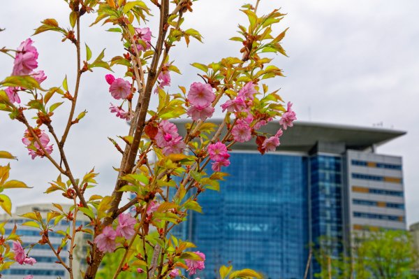 Весна в городе