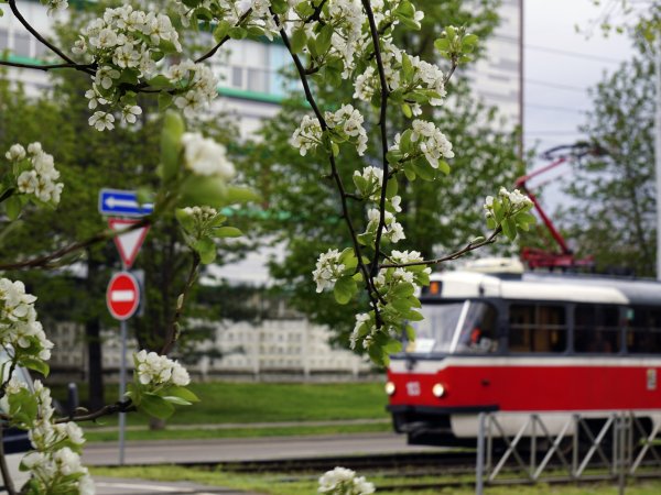 Красивые трамвайчики весной