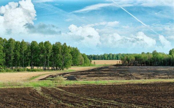 Пашня леса Ленинградской области