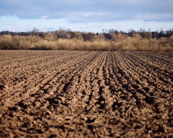 Непаханое/паханое поле