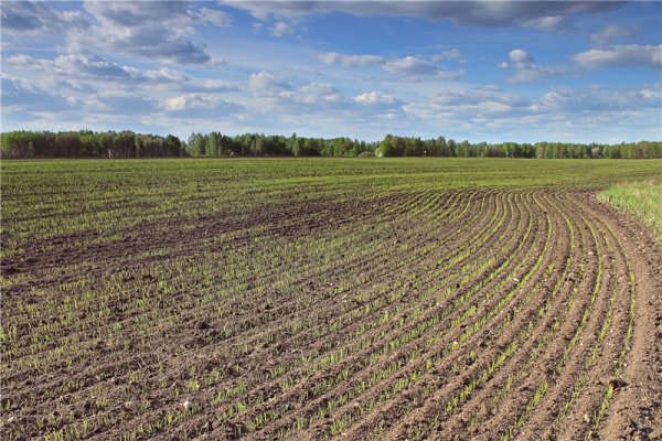 Поля весенние засеянные