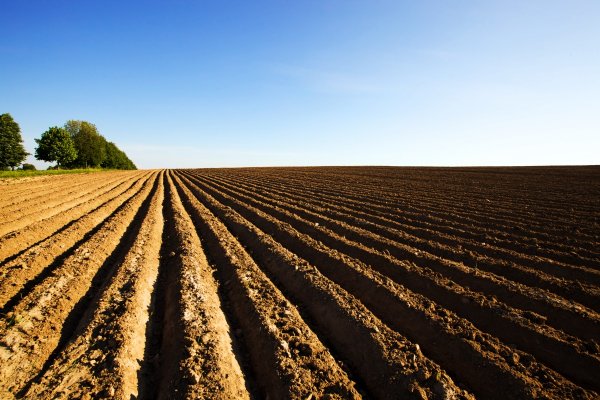 Гребневая технология возделывания картофеля