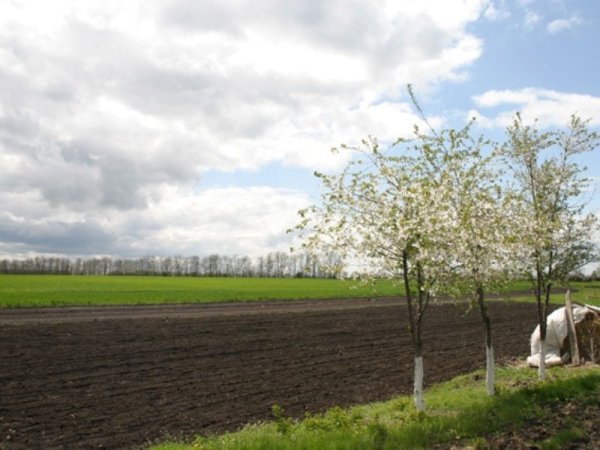 На пашне Весна