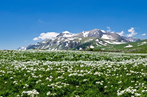 Плато Лаго-Наки Альпийские Луга