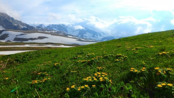 Цветы на плато Лагонаки