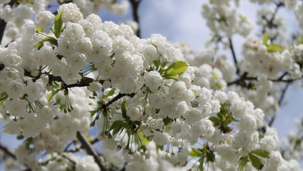 Белая Сакура дерево