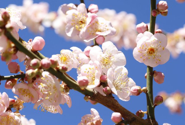 Цветущие деревья весной