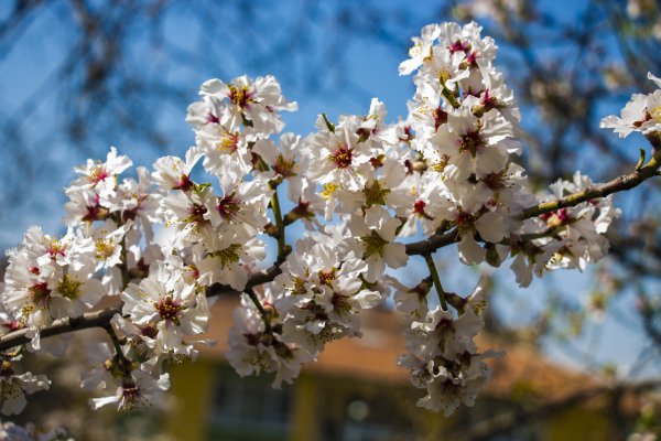 Весна цветение деревьев