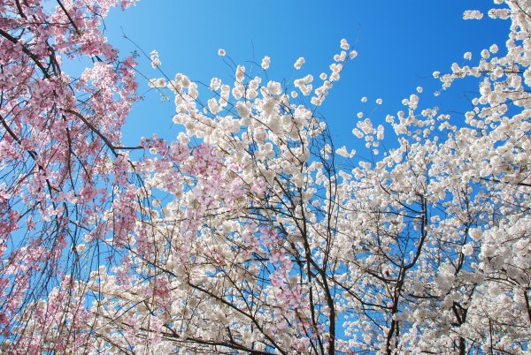 Расцветающий цветок