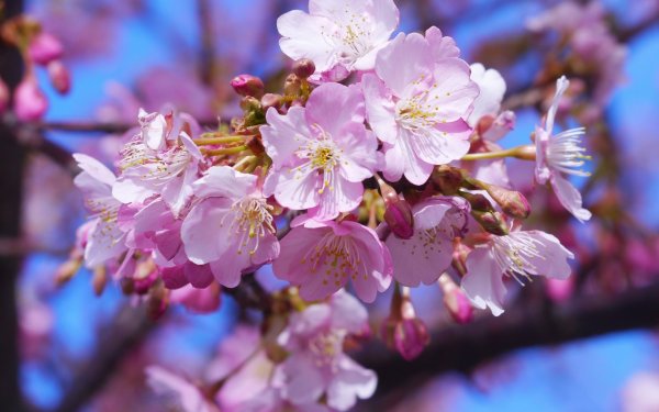 Цветение миндаля