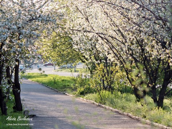 Прогулка в весеннем парке